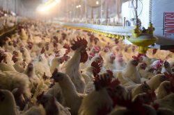 Poultry House - USDA Photo